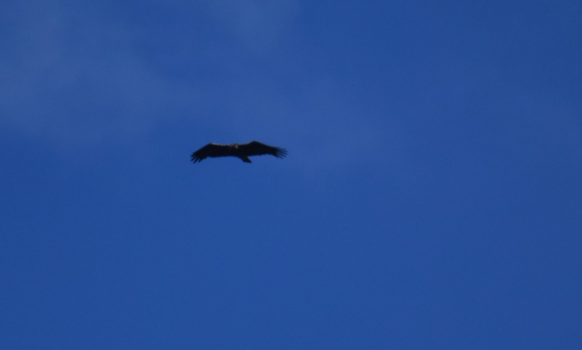 Águila Imperial Ibérica - ML646419892