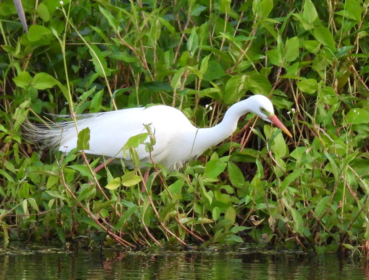 Garceta Plumífera - ML646419893