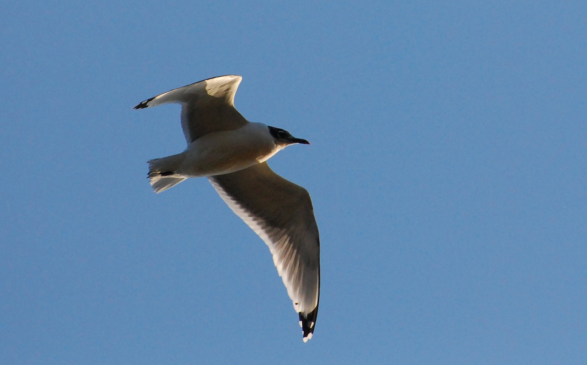 Gaviota Pipizcan - ML646419894