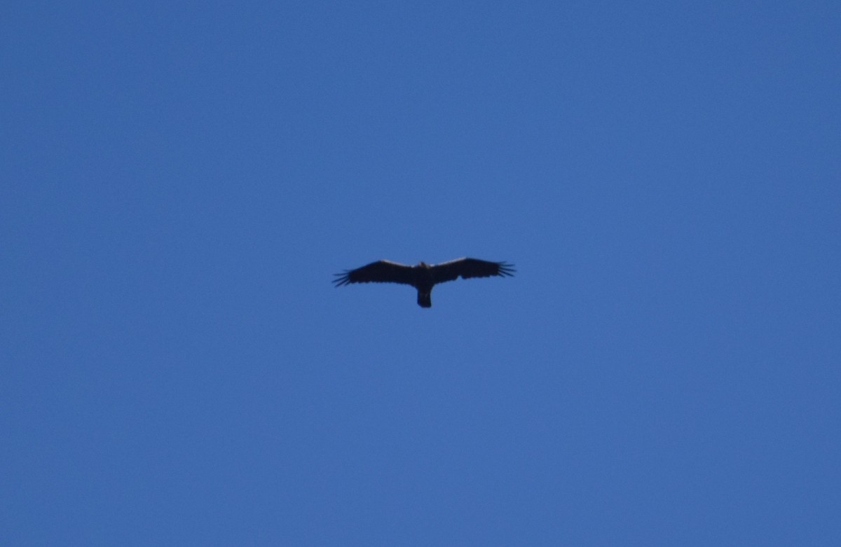 Águila Imperial Ibérica - ML646419895