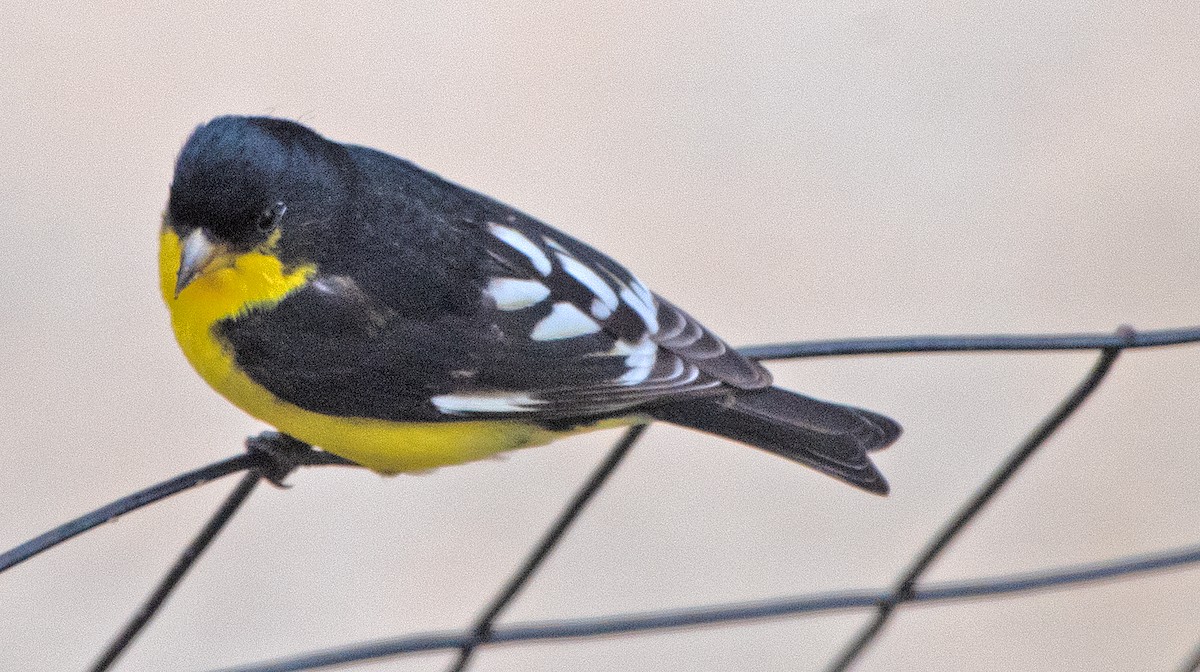 Jilguero Menor - ML646419896