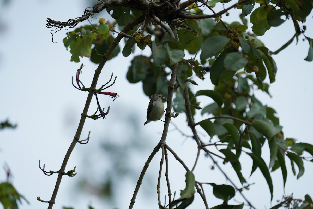 Nilgiri Flowerpecker - ML646419897