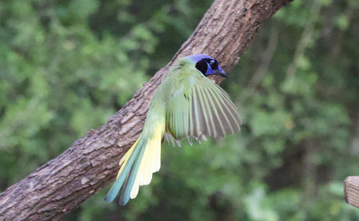 Green Jay - ML646419898