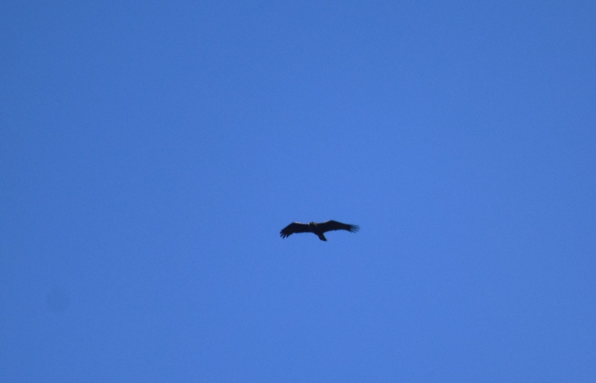 Águila Imperial Ibérica - ML646419900