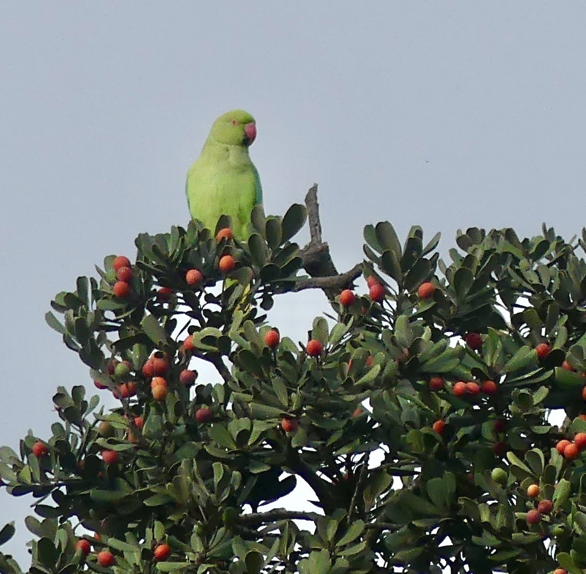 Cotorra de Kramer - ML646419901
