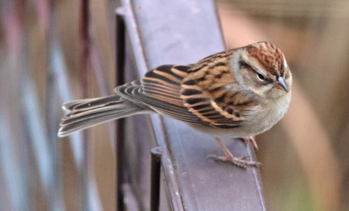 Chingolo Cejiblanco - ML646419902