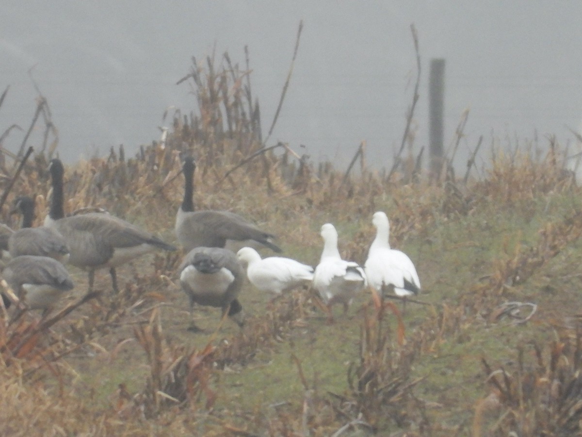 Ross's Goose - ML646419903