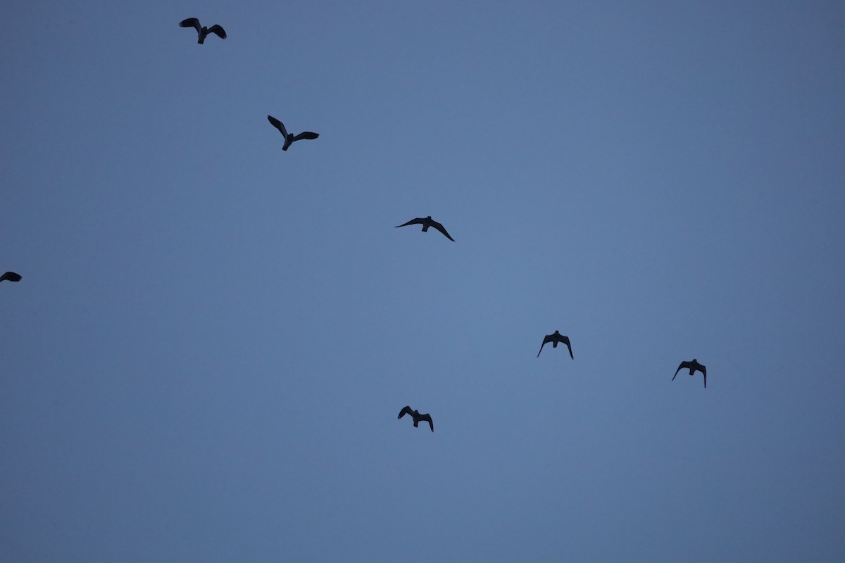 čejka chocholatá - ML646419904