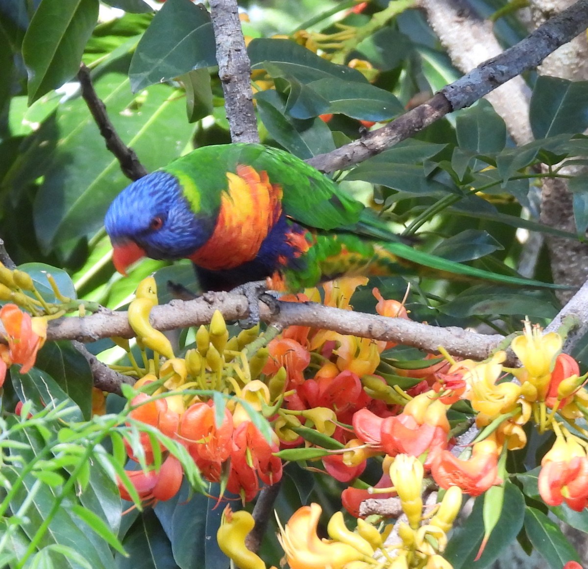 Rainbow Lorikeet - ML646419906