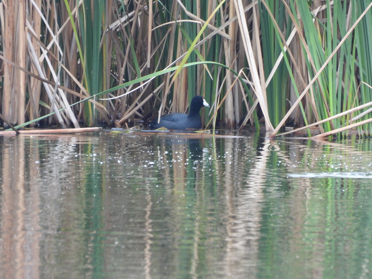 American Coot - ML646419907