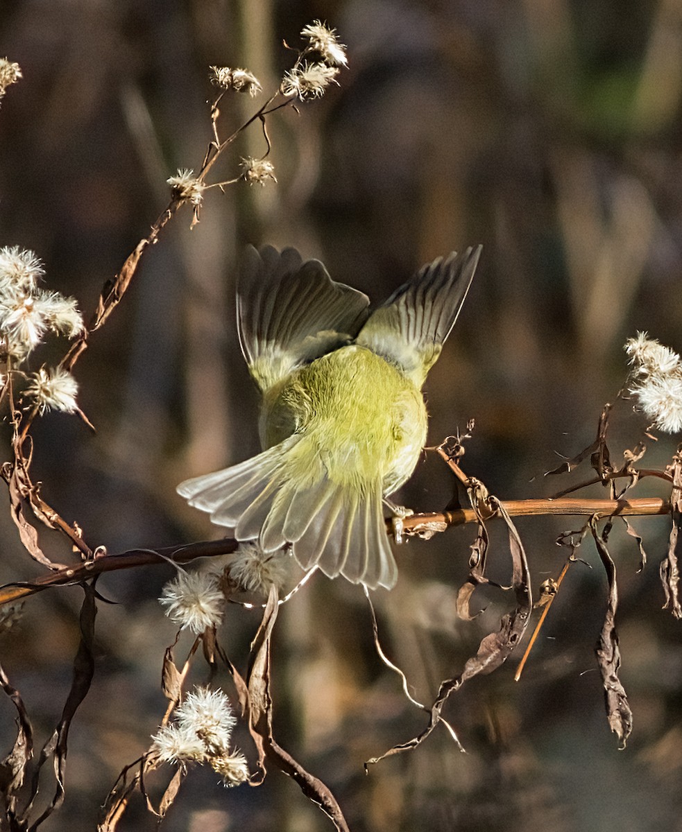 サメズアカアメリカムシクイ - ML646419908