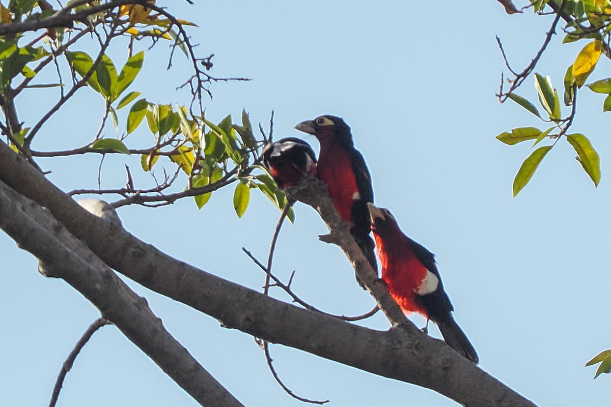 Double-toothed Barbet - ML646419909