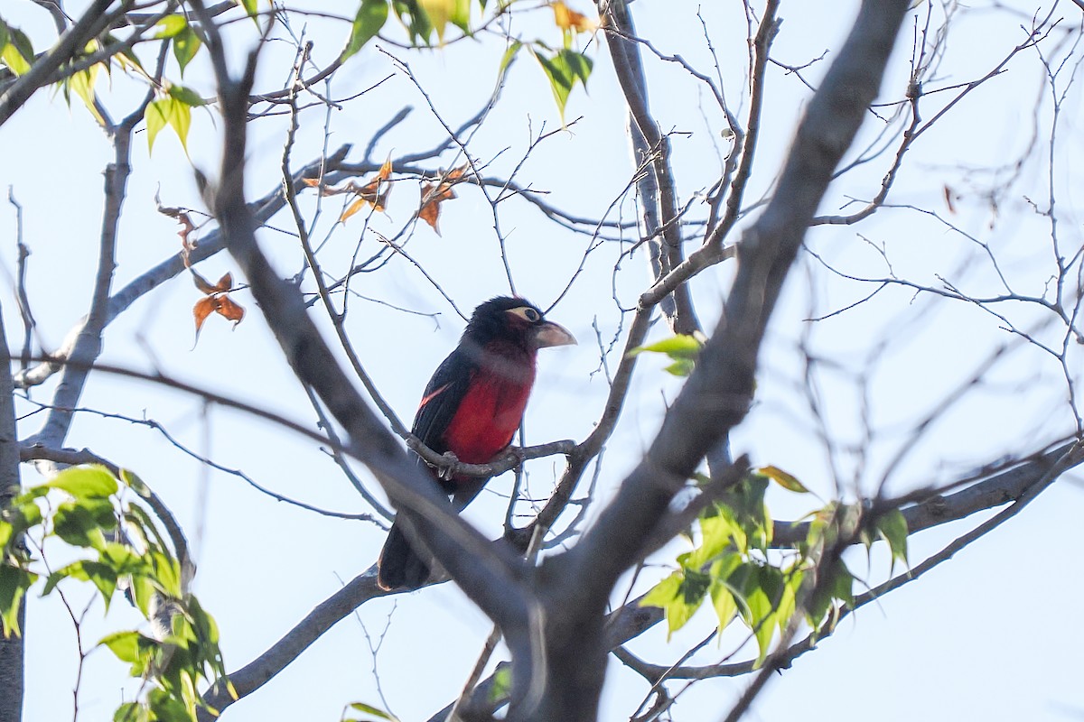 Double-toothed Barbet - ML646419910
