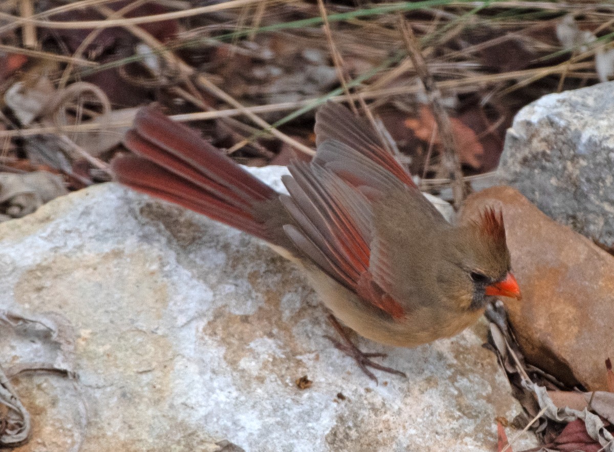 kardinál červený - ML646419911