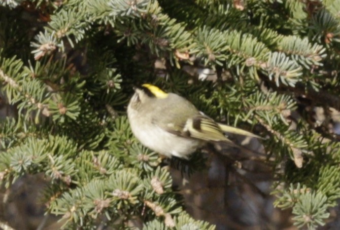 Erregetxo amerikarra - ML646419912