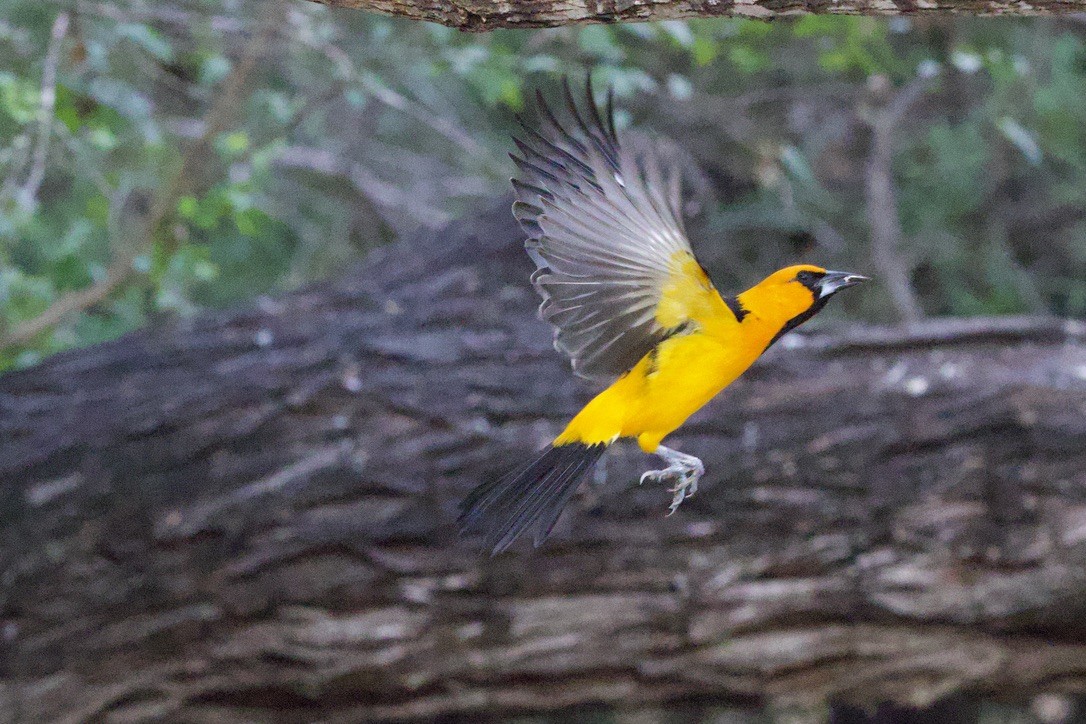 Altamira Oriole - ML646419913