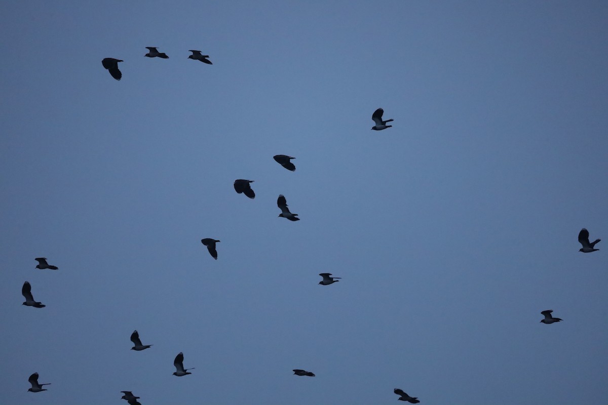 čejka chocholatá - ML646419914