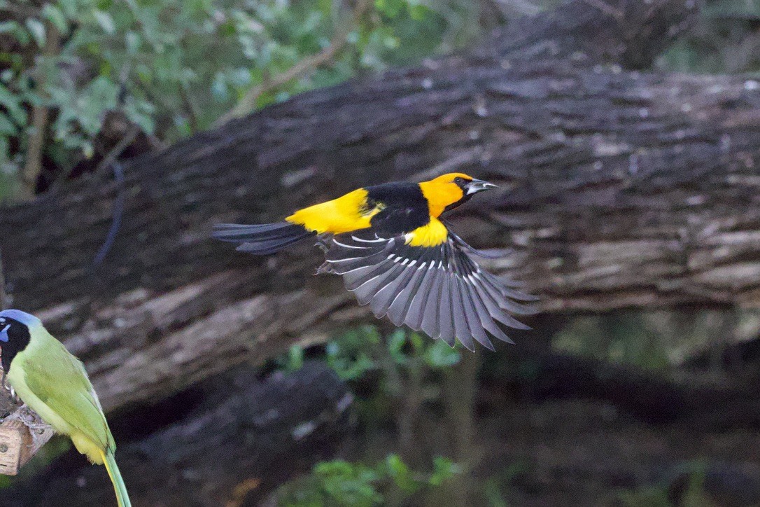 Altamira Oriole - ML646419915