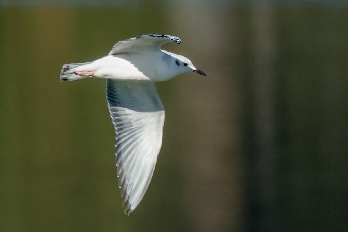 Bonaparte's Gull - ML646419918