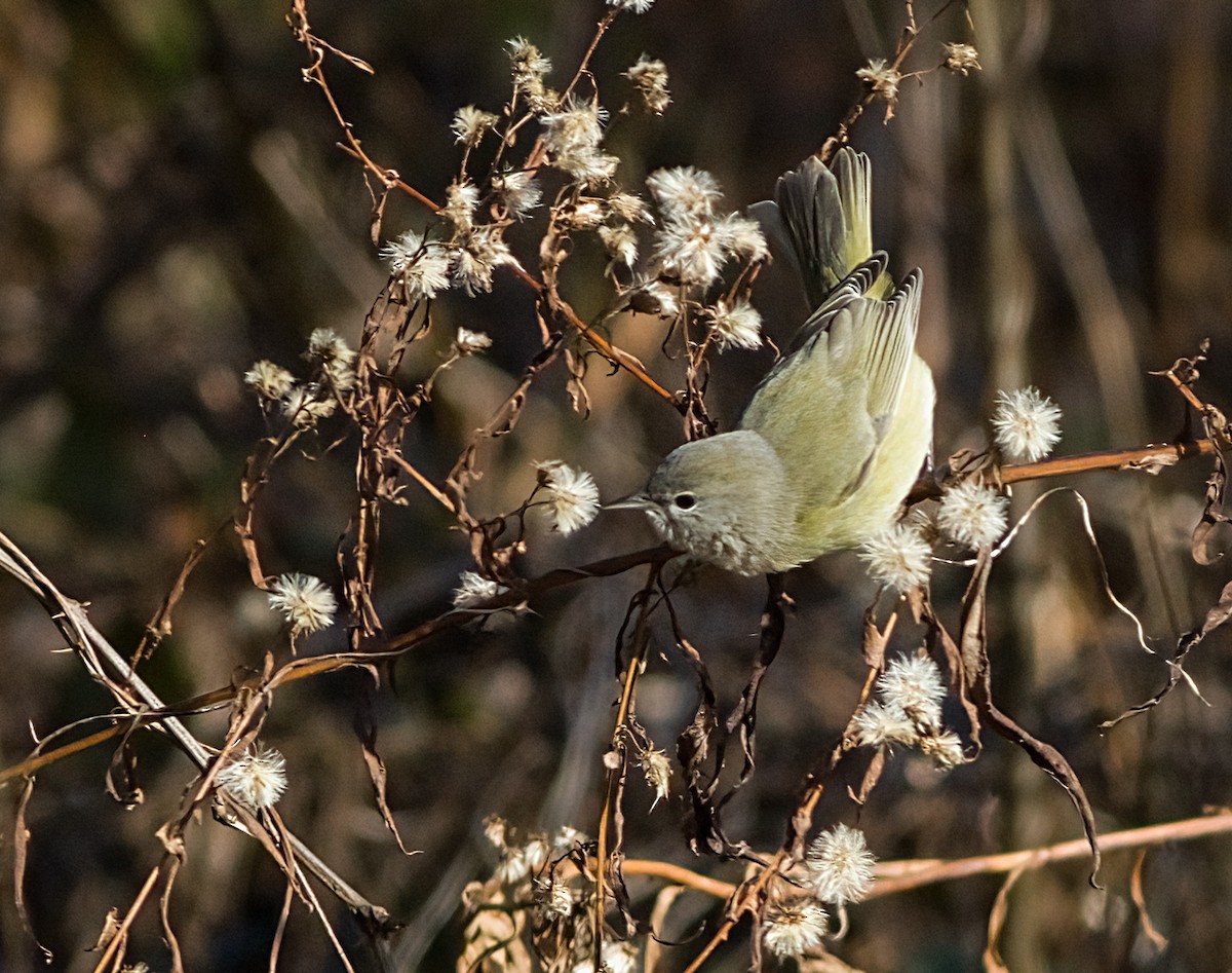 サメズアカアメリカムシクイ - ML646419919