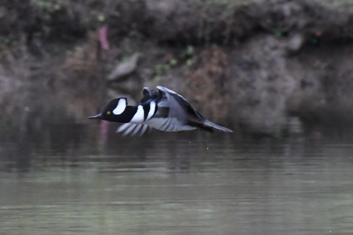 オウギアイサ - ML646419921