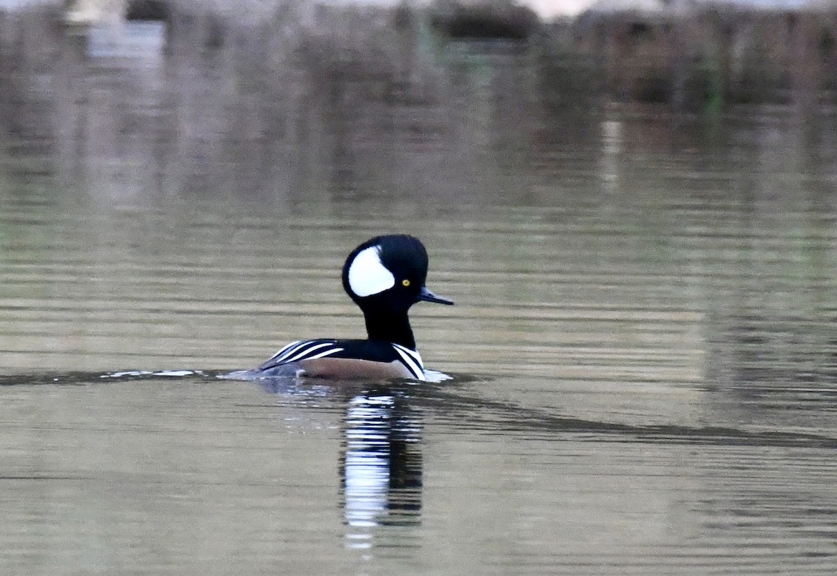 オウギアイサ - ML646419922