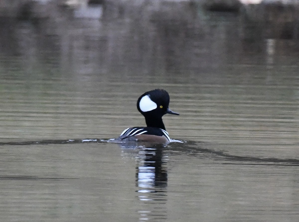 オウギアイサ - ML646419923