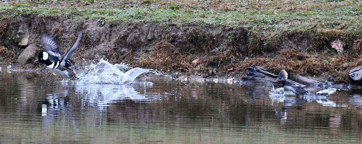 オウギアイサ - ML646419924