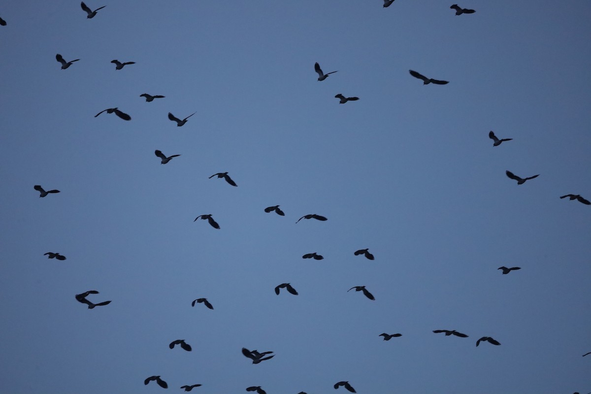 čejka chocholatá - ML646419925