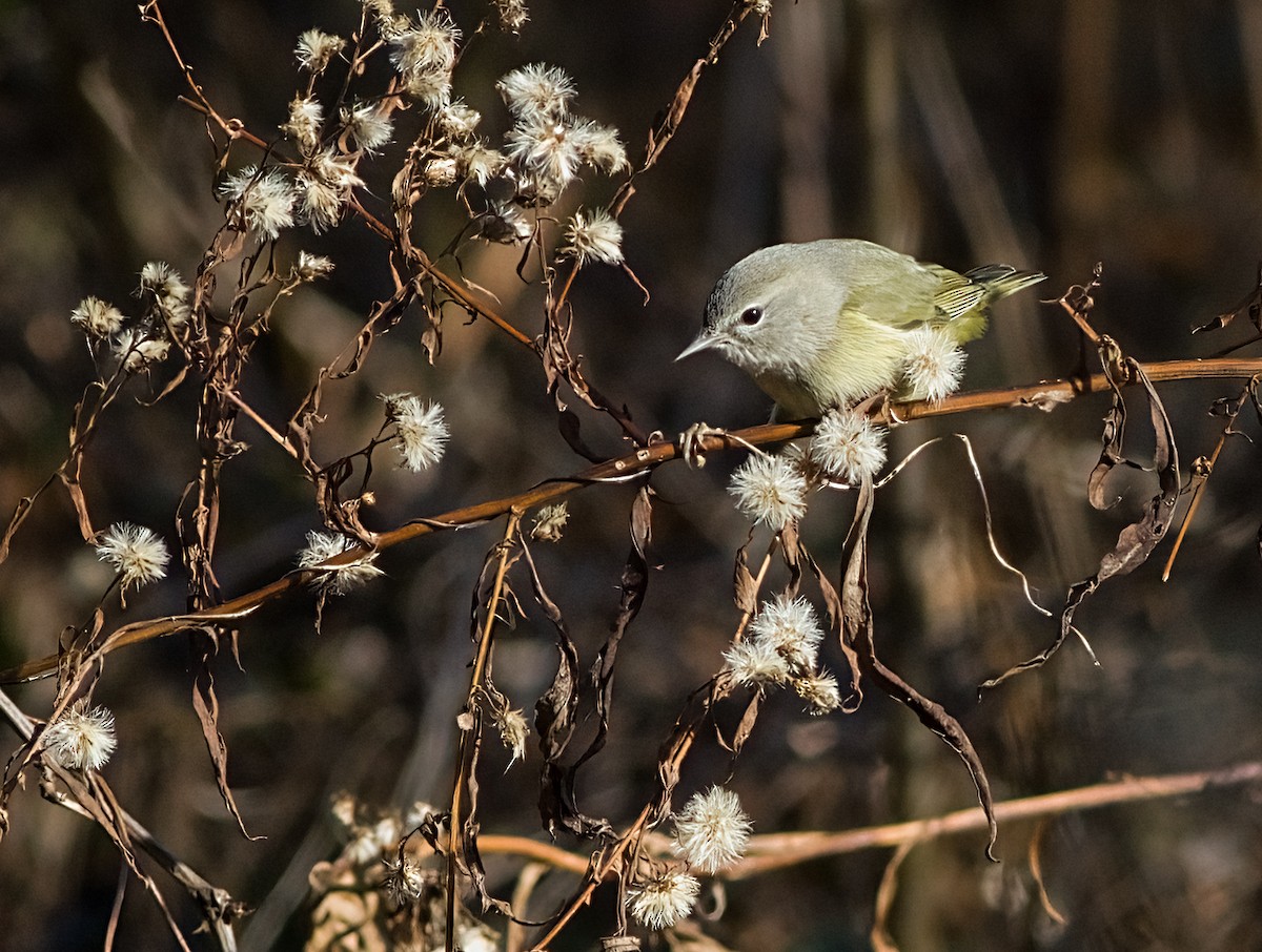 サメズアカアメリカムシクイ - ML646419926