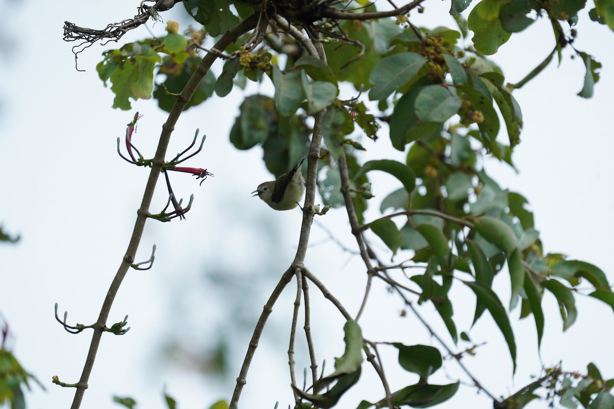 Nilgiri Flowerpecker - ML646419927