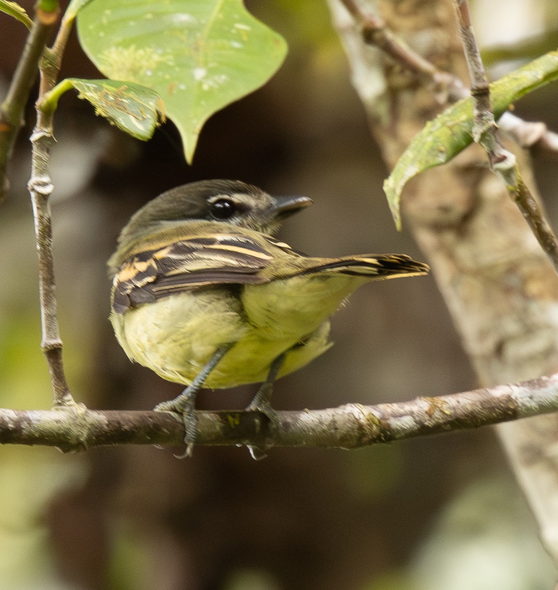 Golden-faced Tyrannulet - ML646419928