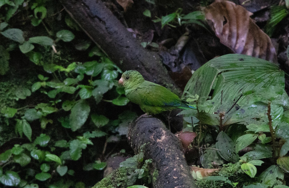 Cobalt-winged Parakeet - ML646419929