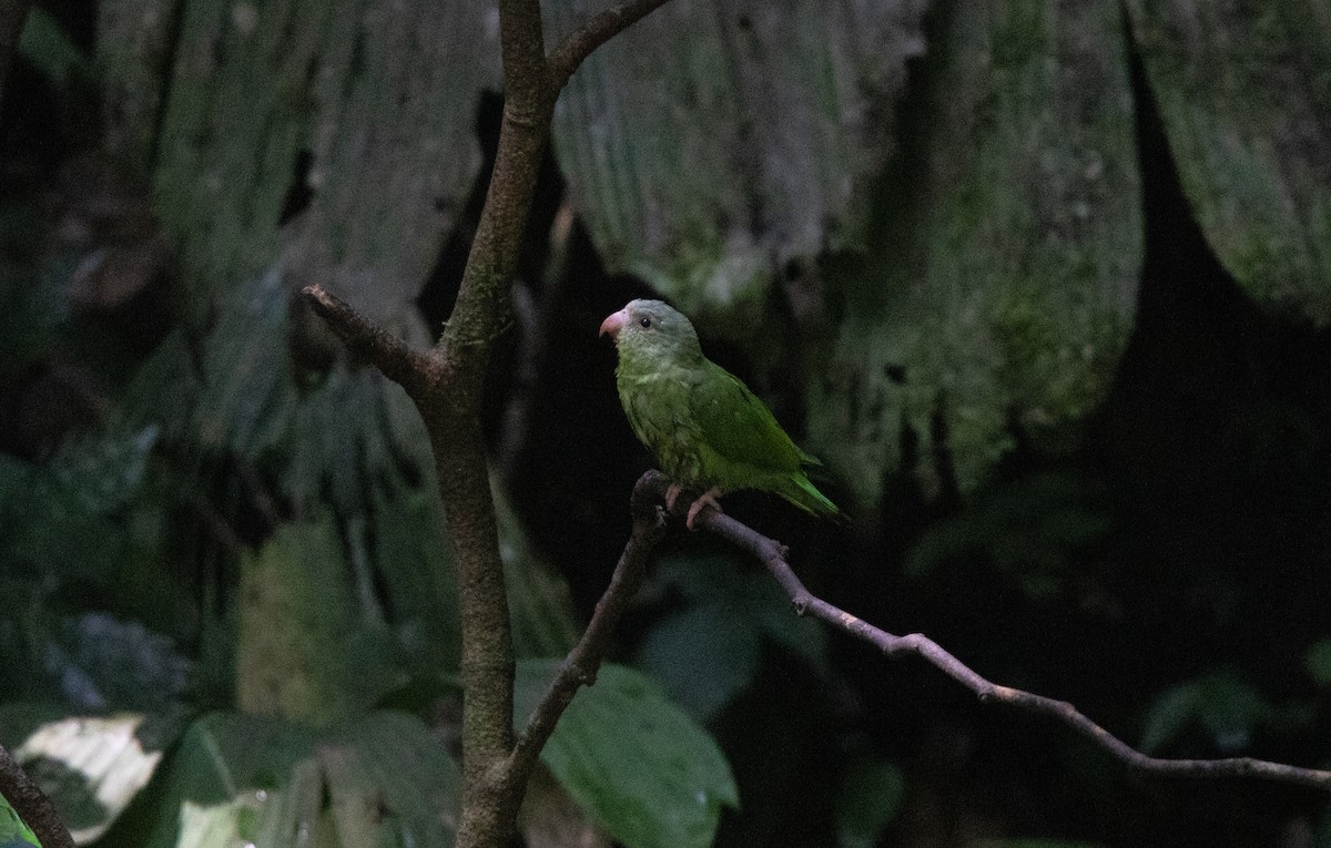 Cobalt-winged Parakeet - ML646419930