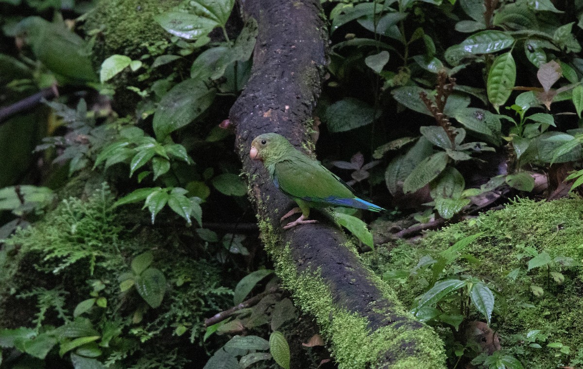Cobalt-winged Parakeet - ML646419931