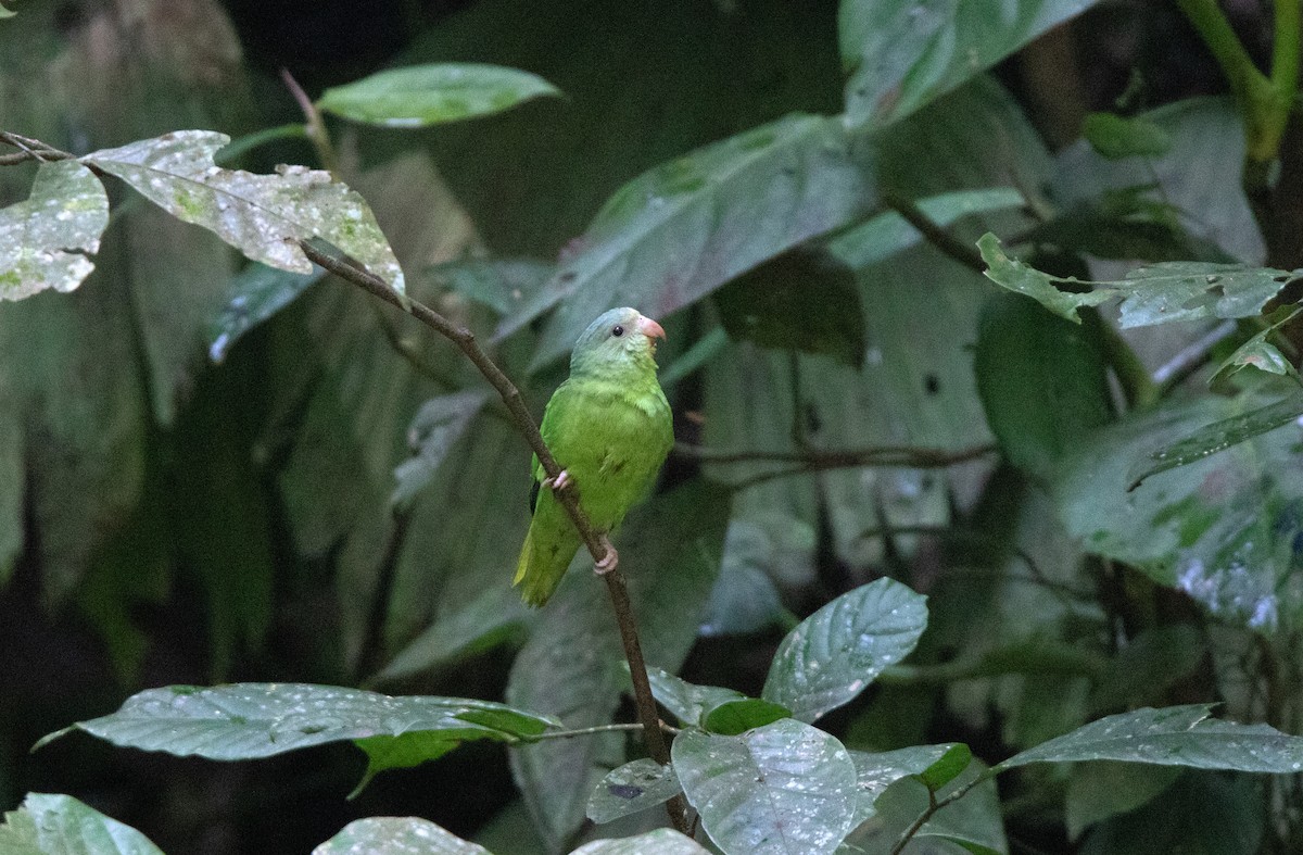 Cobalt-winged Parakeet - ML646419932