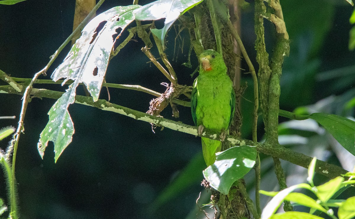 Cobalt-winged Parakeet - ML646419933