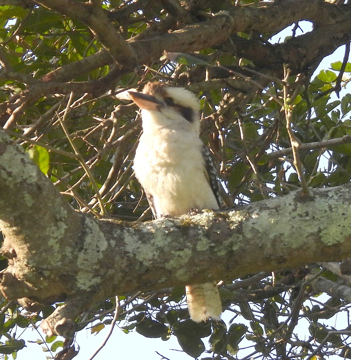 Laughing Kookaburra - ML646419934