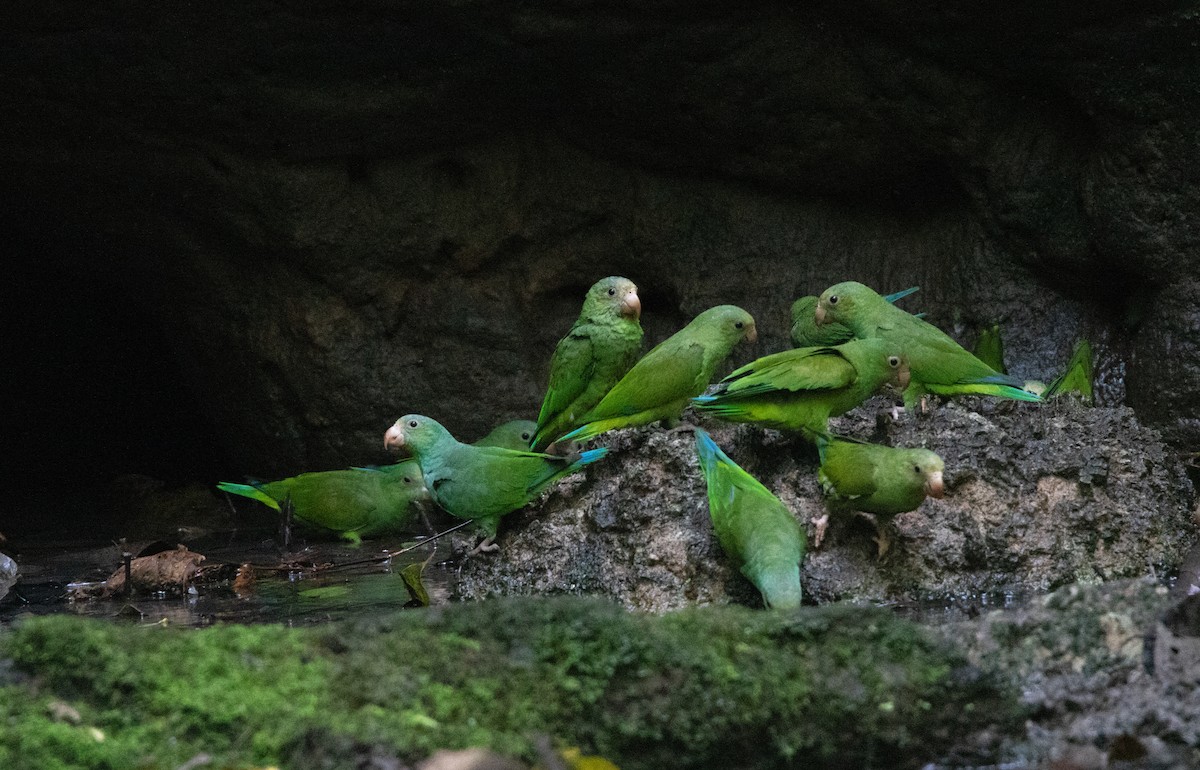 Cobalt-winged Parakeet - ML646419935