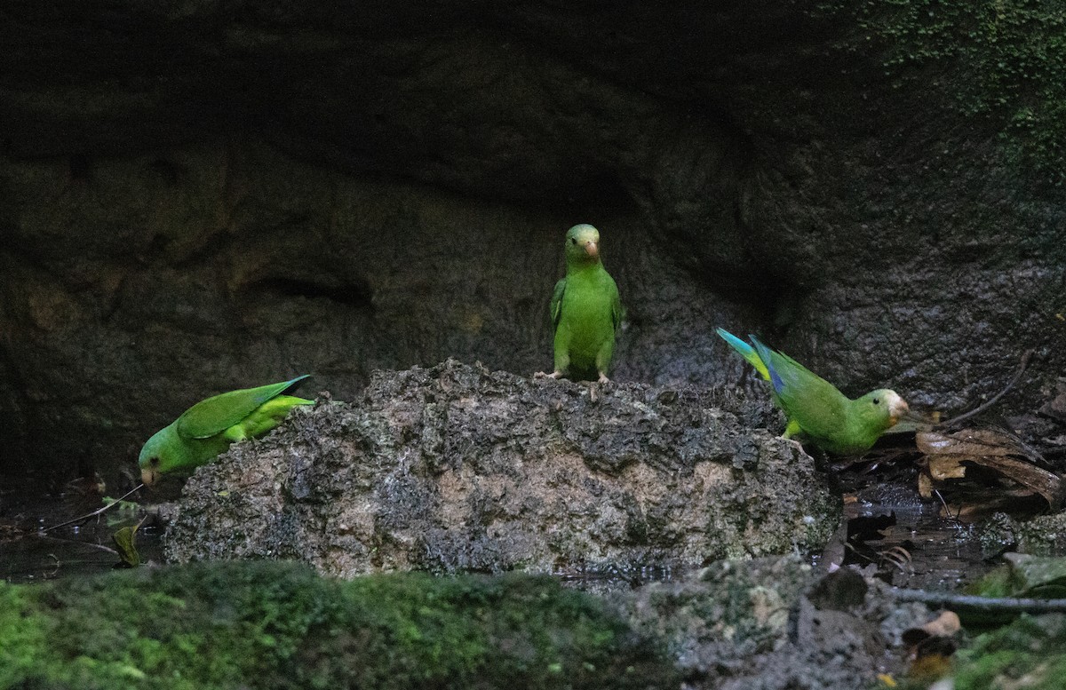 Cobalt-winged Parakeet - ML646419936