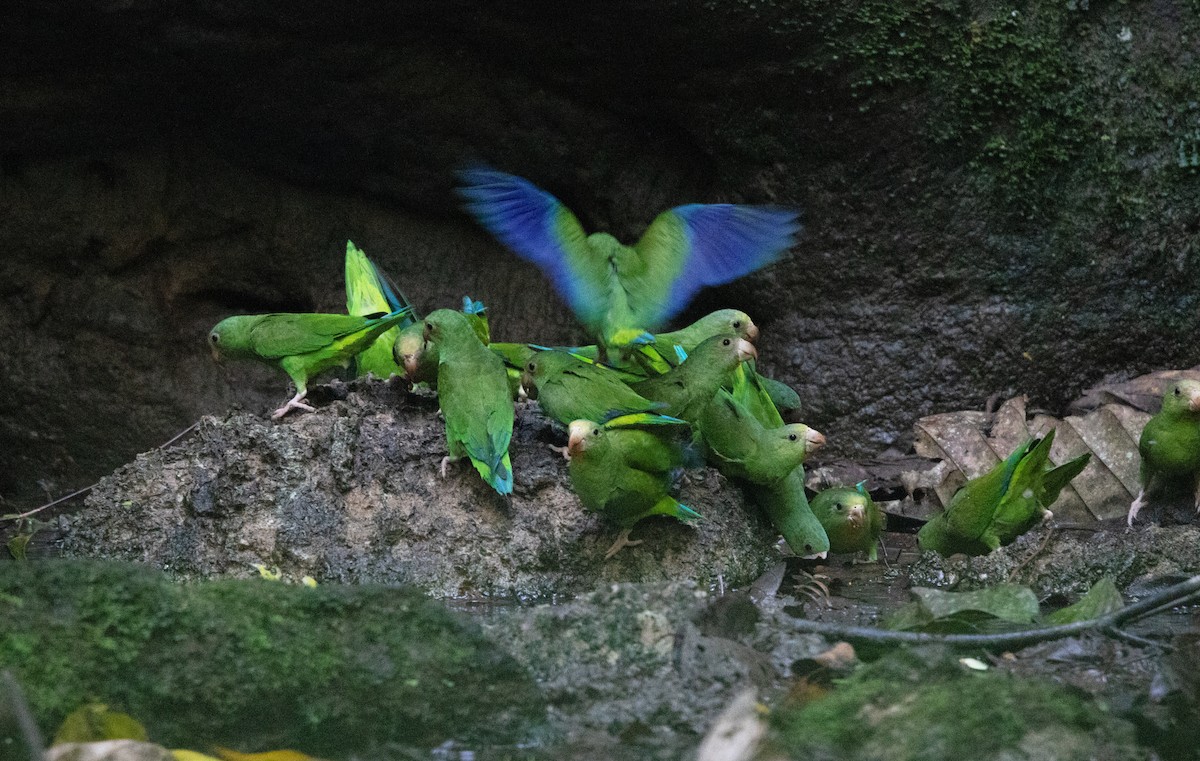 Cobalt-winged Parakeet - ML646419937
