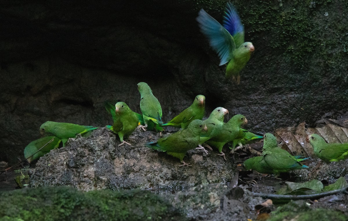 Cobalt-winged Parakeet - ML646419938
