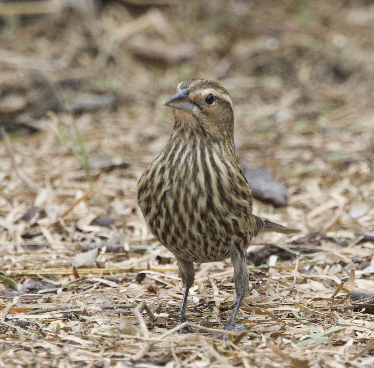 Red-winged Blackbird - ML646419941