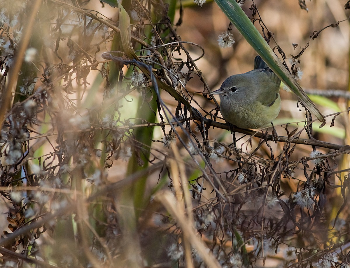 サメズアカアメリカムシクイ - ML646419943