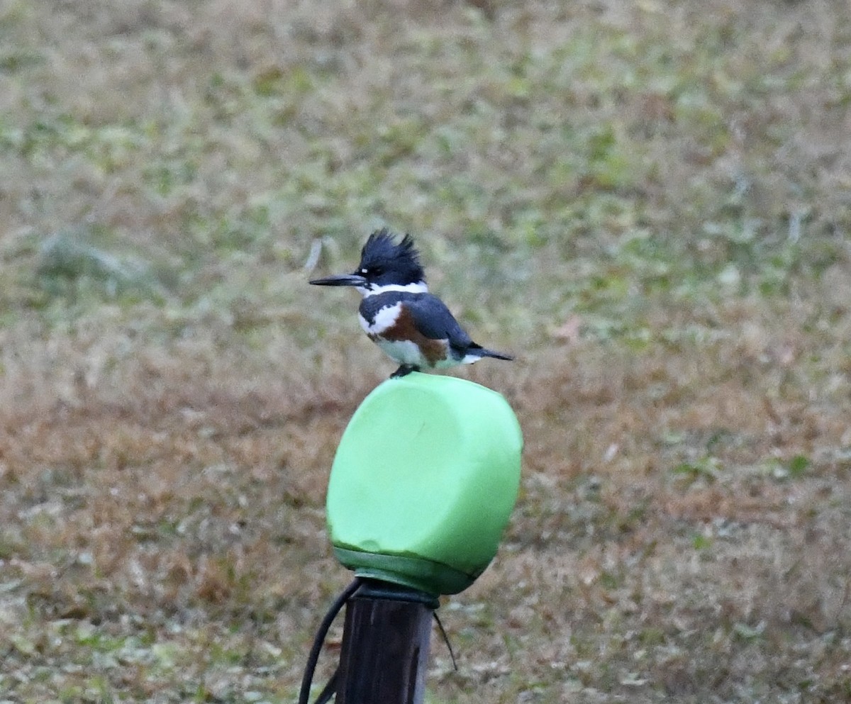 アメリカヤマセミ - ML646419944