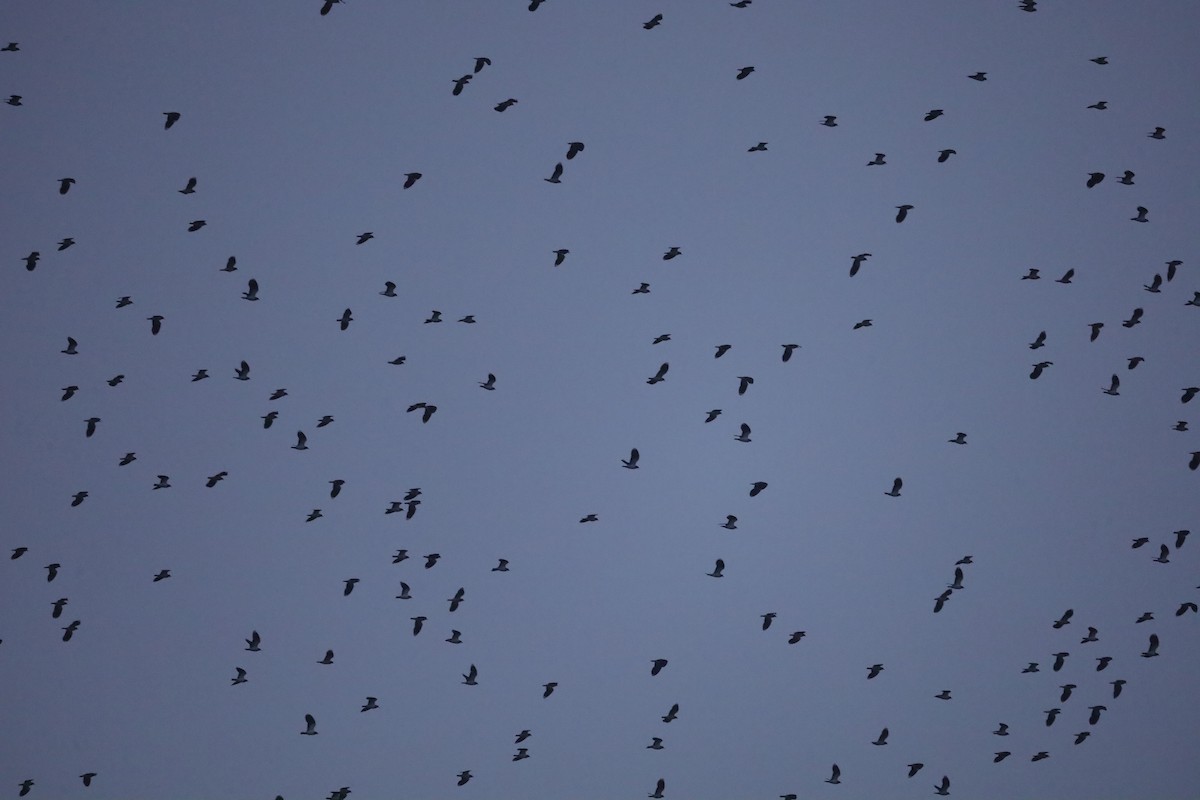 čejka chocholatá - ML646419947