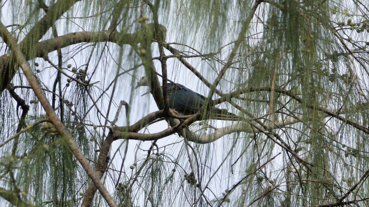 Spice Imperial-Pigeon - ML646419948