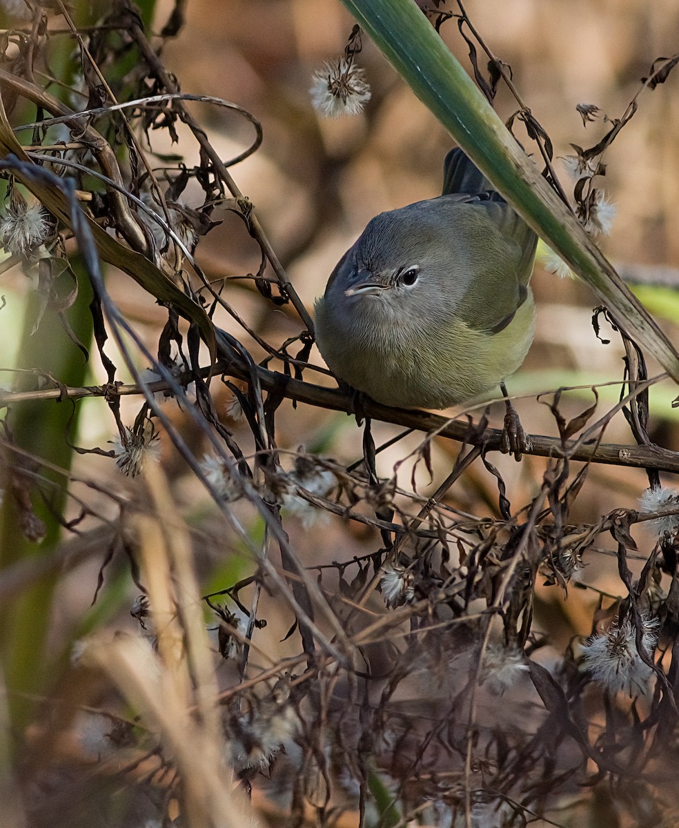 サメズアカアメリカムシクイ - ML646419949