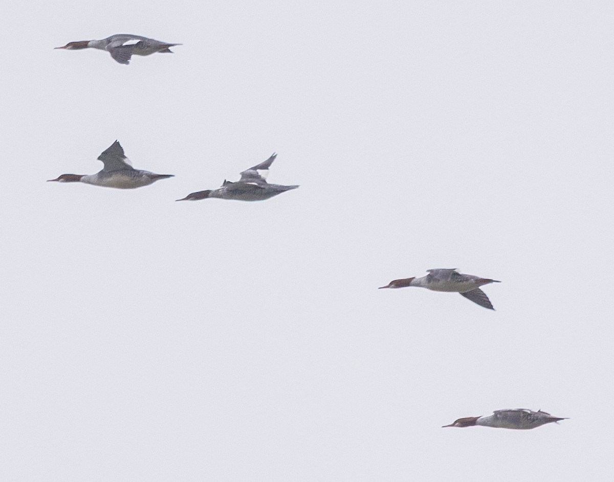 morčák velký - ML646419950