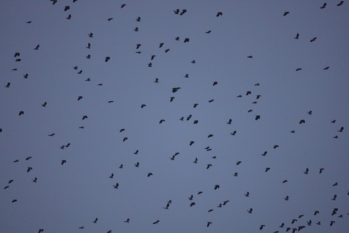 čejka chocholatá - ML646419952